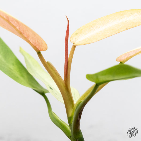 Philodendron 'Whipple Way' (wk5-C)