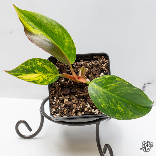 Philodendron Erubescens 'White Knight Aurea' (wk51-D)