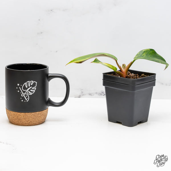 Philodendron Erubescens 'White Knight Aurea' (wk51-D)