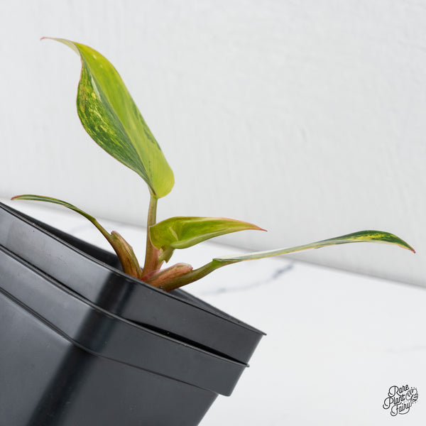 Philodendron Erubescens 'White Knight Aurea' (wk4-I)