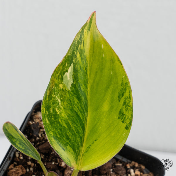 Philodendron Erubescens 'White Knight Aurea' (wk4-I)