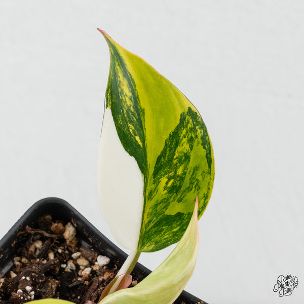 Philodendron Erubescens 'White Knight Aurea' (wk4-I)