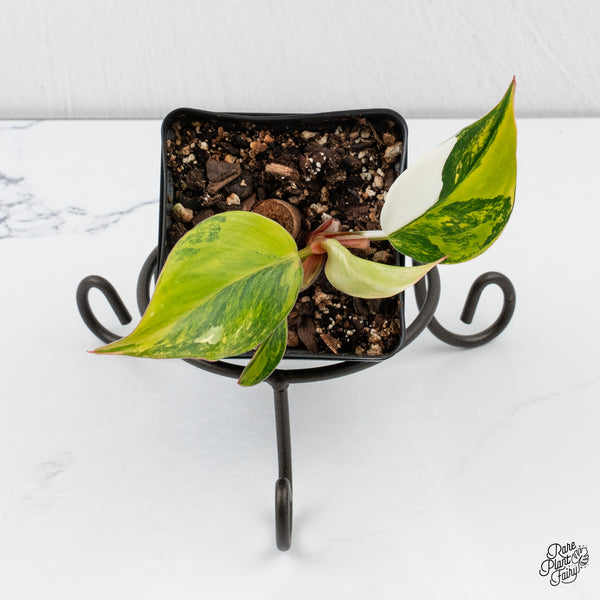 Philodendron Erubescens 'White Knight Aurea' (wk4-I)