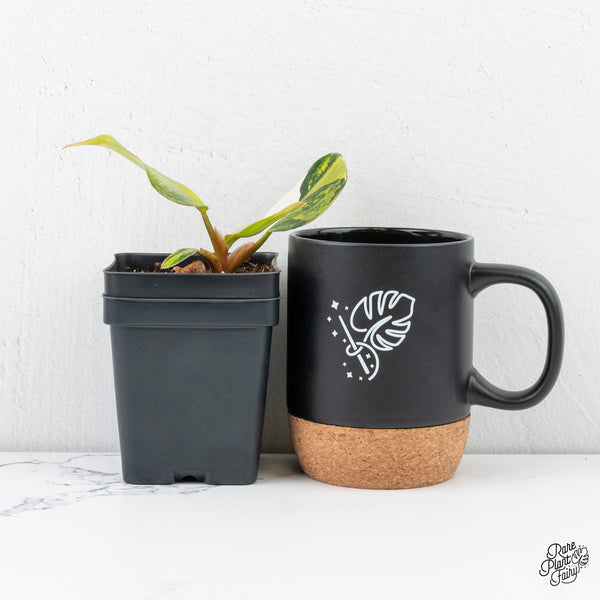 Philodendron Erubescens 'White Knight Aurea' (wk4-I)