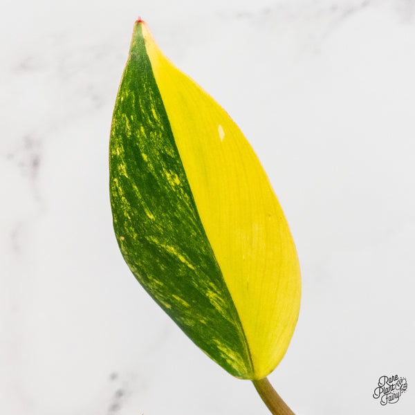 Philodendron Erubescens 'White Knight Aurea' (wk5-UH)