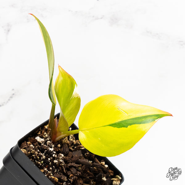 Philodendron Erubescens 'White Knight Aurea' (wk5-UH)