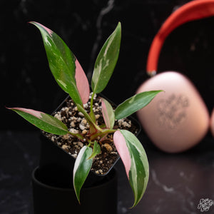 Philodendron ‘Fairy’s Princess’ (White Princess with Pink Variegation)