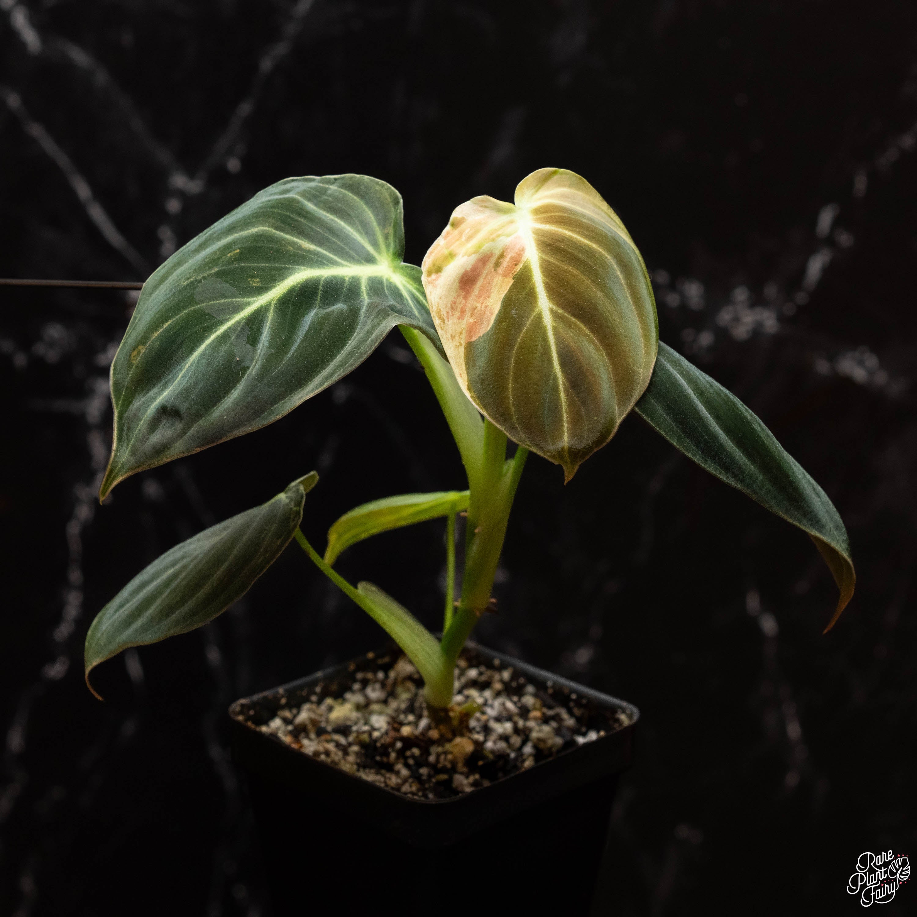 philodendron melanochrysum variegated Philodendron melanochrysum variegated *Grower's Choice*
