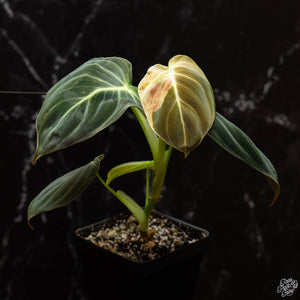 Philodendron melanochrysum variegated *Grower's Choice*
