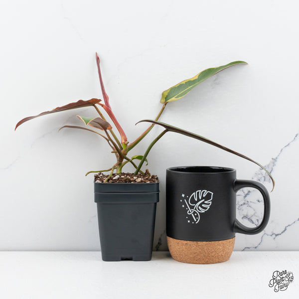 Philodendron Atabapoense Variegated (wk44-F)