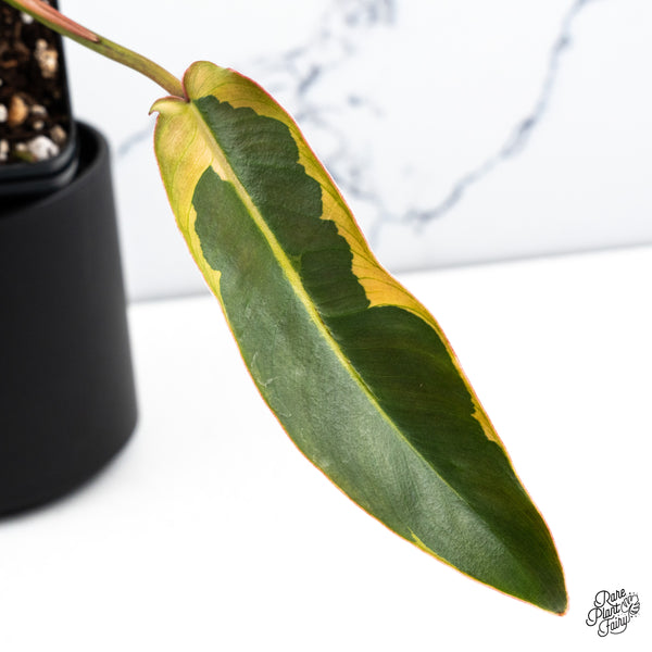 Philodendron Atabapoense Variegated (wk44-F)