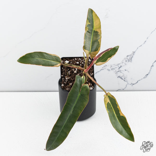 Philodendron Atabapoense Variegated (wk44-F)