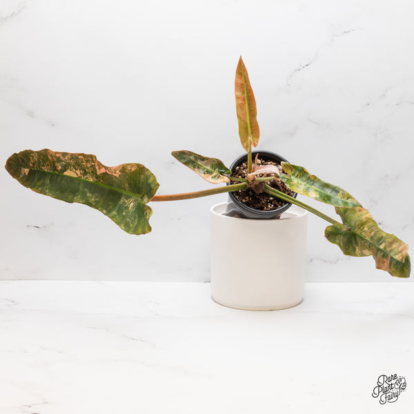 Philodendron Atabapoense Pink Variegated (wk46-Q)