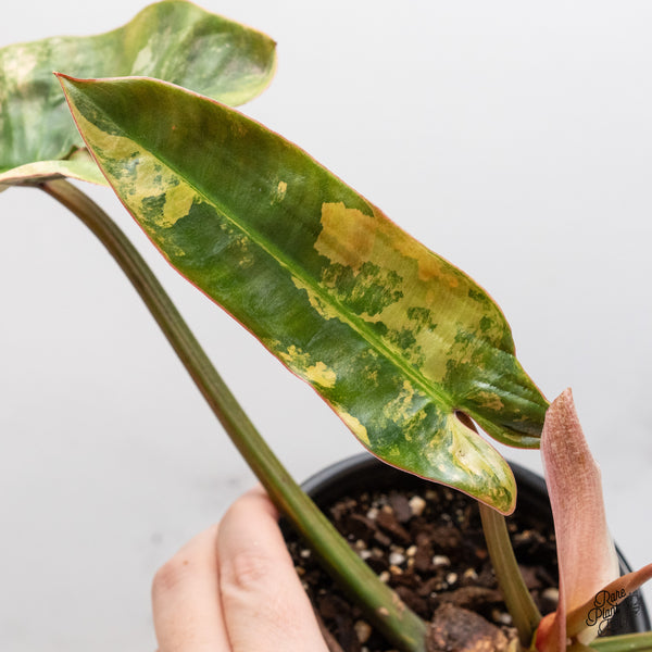 Philodendron Atabapoense Pink Variegated (wk46-Q)