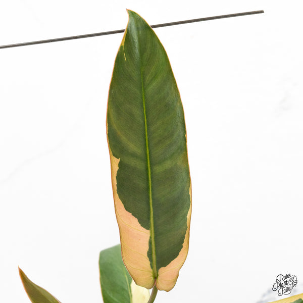 Philodendron Atabapoense Variegated (wk48-E)