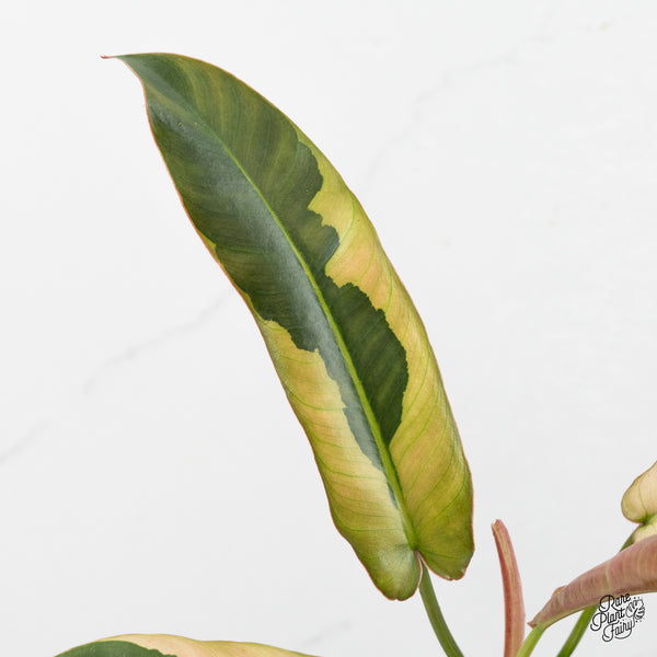 Philodendron Atabapoense Variegated (wk48-E)