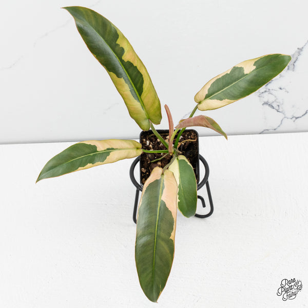 Philodendron Atabapoense Variegated (wk48-E)