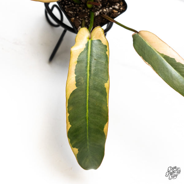 Philodendron Atabapoense Variegated (wk50-H)