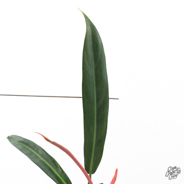 Philodendron 'Bicolor' (wk4-N)