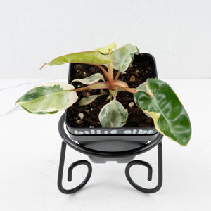 Philodendron 'Billietiae' albo variegated (wk35-U122)