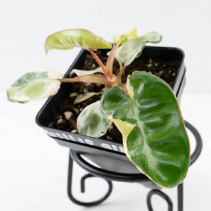Philodendron 'Billietiae' albo variegated (wk35-U122)