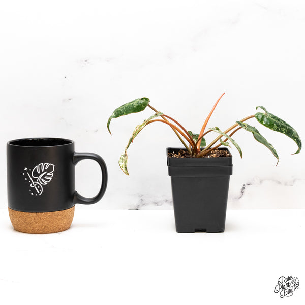 Philodendron 'Billietiae' Albo Variegated (wk46-H)