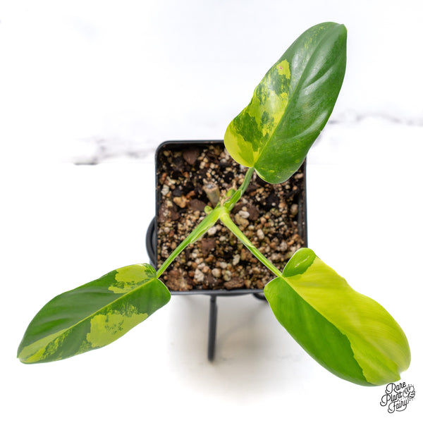 Philodendron Bipennifolium Variegated 'Violin' (aka Horse Head Philo) (wk45-AA)