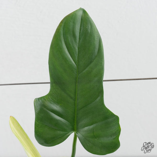 Philodendron Bipennifolium 'Violin' Variegated (aka Horse Head) (wk4-L)