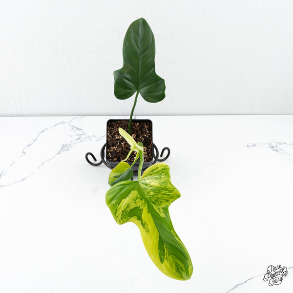 Philodendron Bipennifolium 'Violin' Variegated (aka Horse Head) (wk4-L)