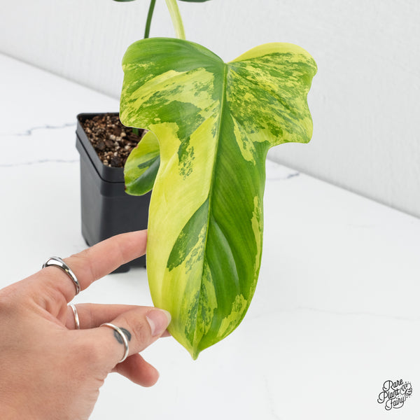 Philodendron Bipennifolium 'Violin' Variegated (aka Horse Head) (wk4-L)