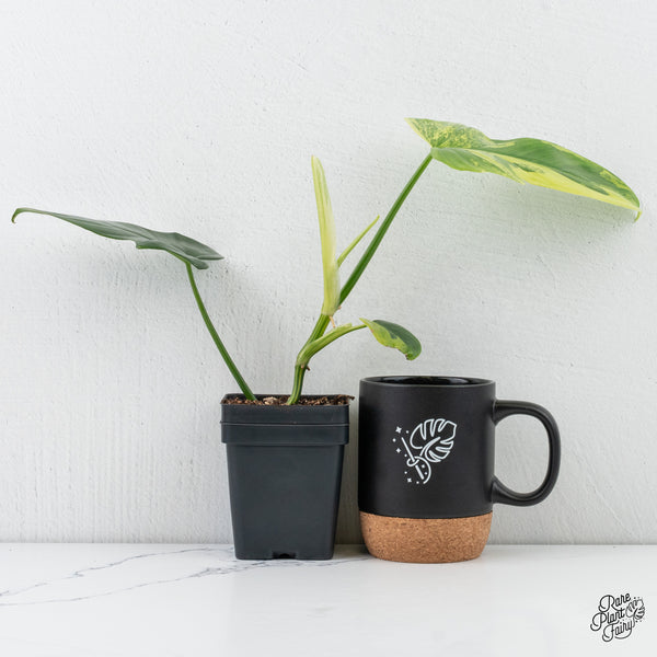 Philodendron Bipennifolium 'Violin' Variegated (aka Horse Head) (wk4-L)