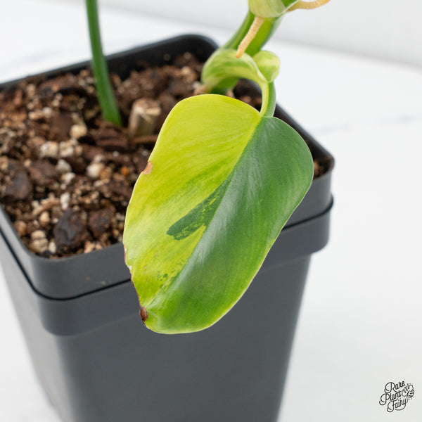 Philodendron Bipennifolium 'Violin' Variegated (aka Horse Head) (wk4-L)