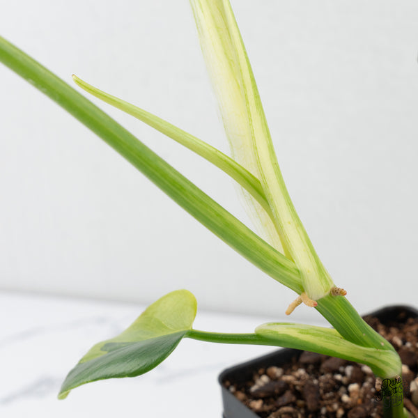 Philodendron Bipennifolium 'Violin' Variegated (aka Horse Head) (wk4-L)