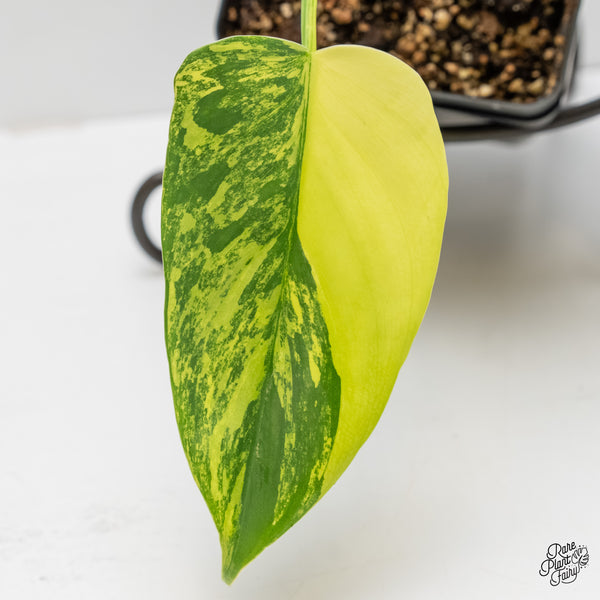 Philodendron Bipennifolium 'Violin' Variegated (aka Horse Head) (wk6-G)