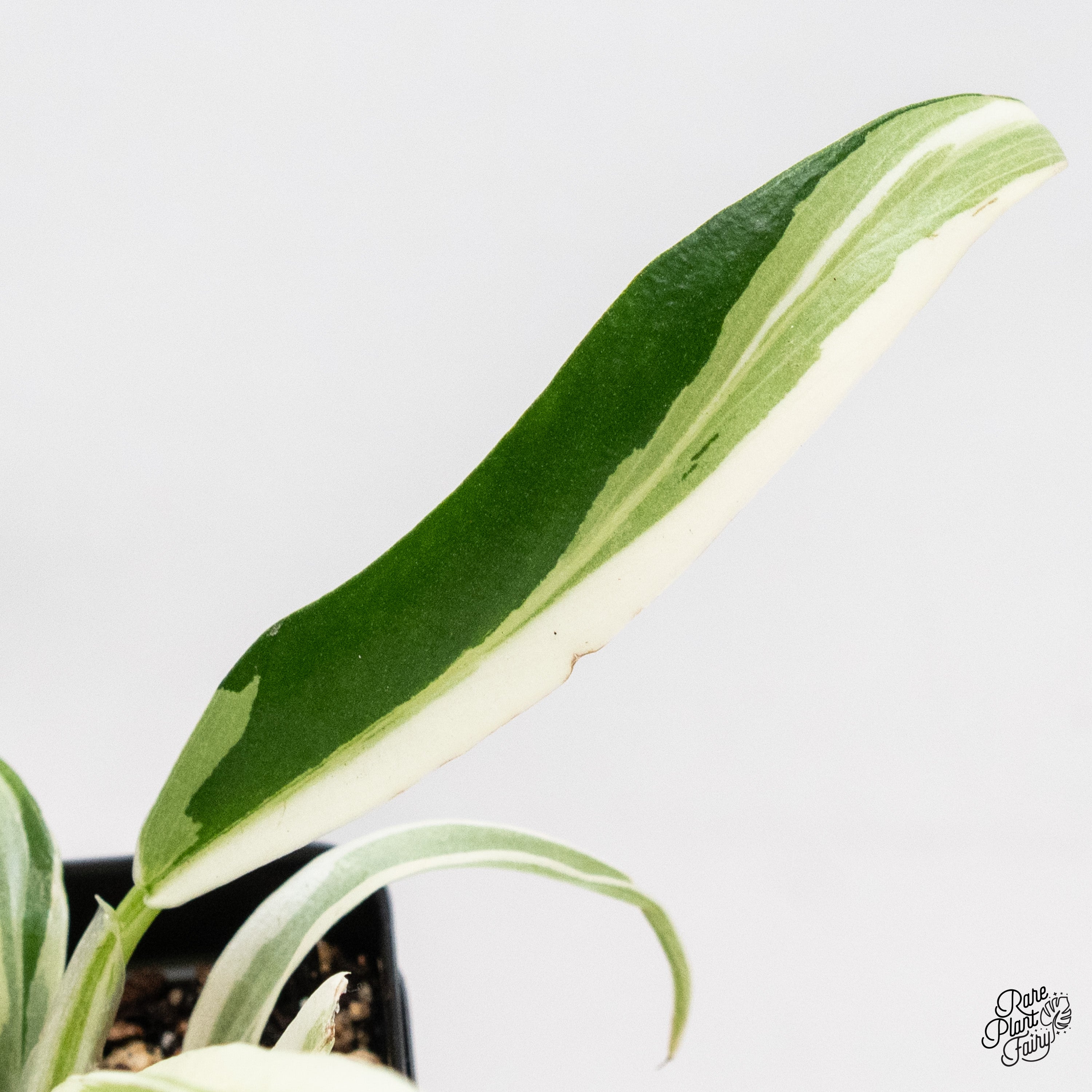Philodendron 'Tortum' Albo Variegated (wk40-H) – Rare Plant Fairy