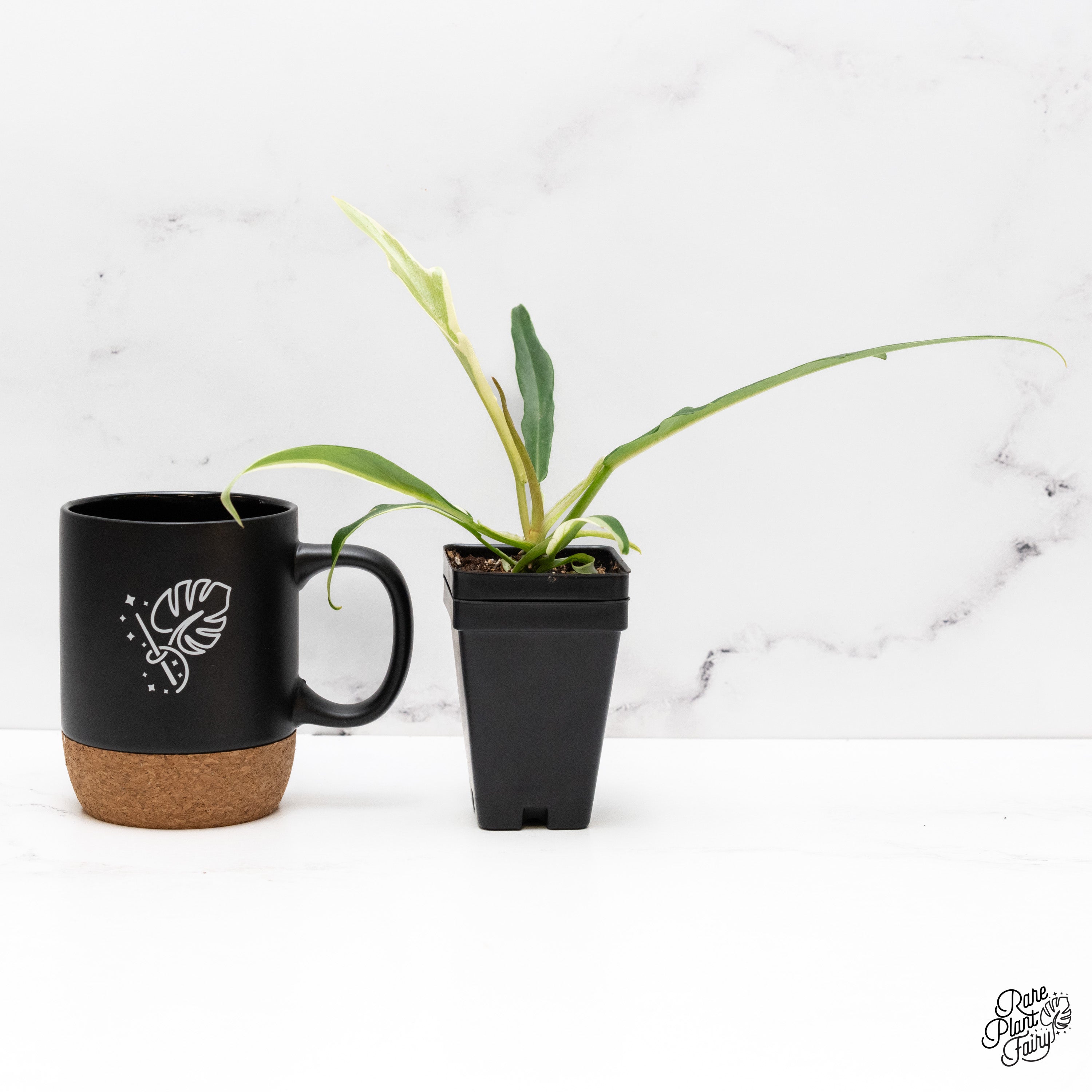 Philodendron 'Tortum' Albo Variegated (wk41-L) – Rare Plant Fairy