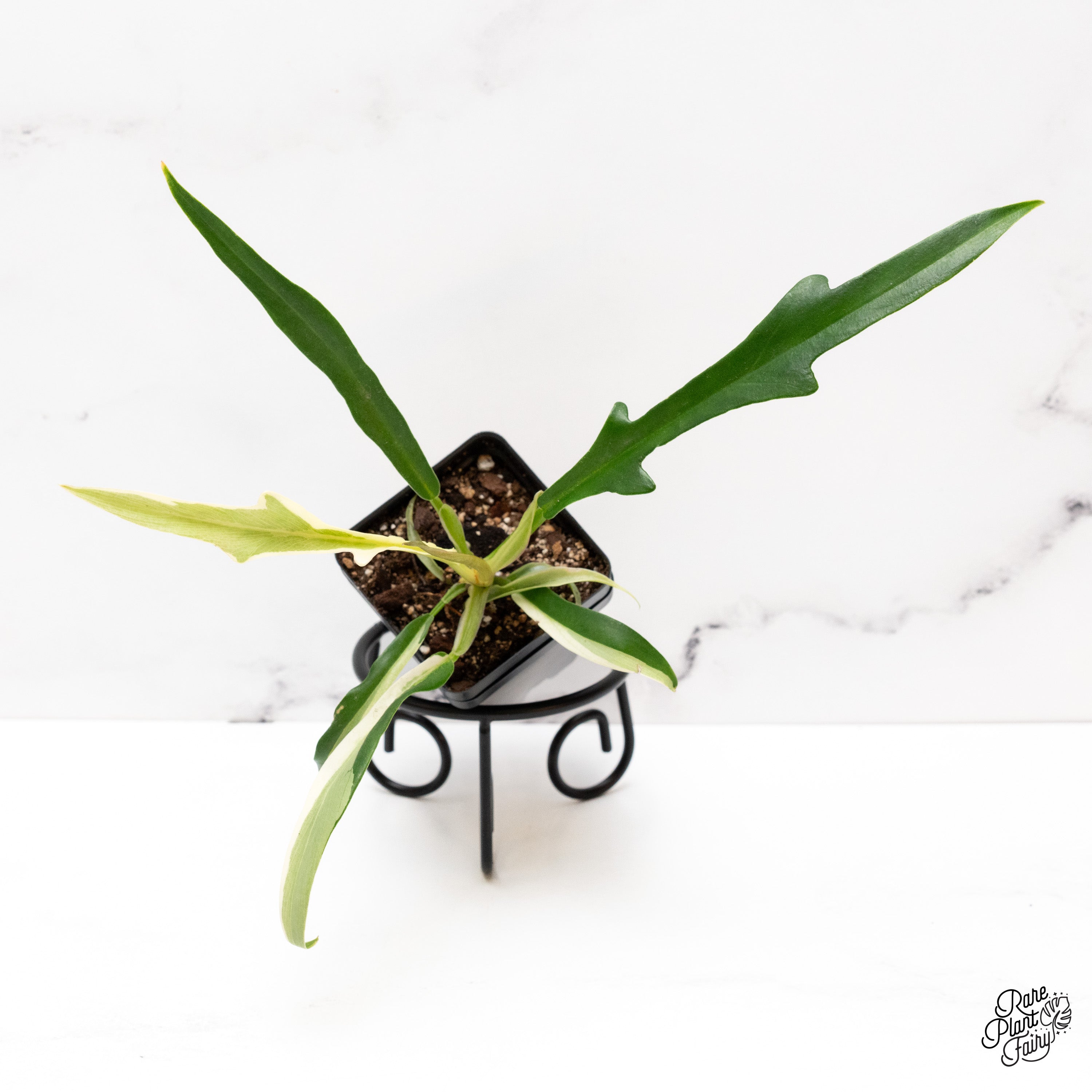 Philodendron 'Tortum' Albo Variegated (wk41-L) – Rare Plant Fairy