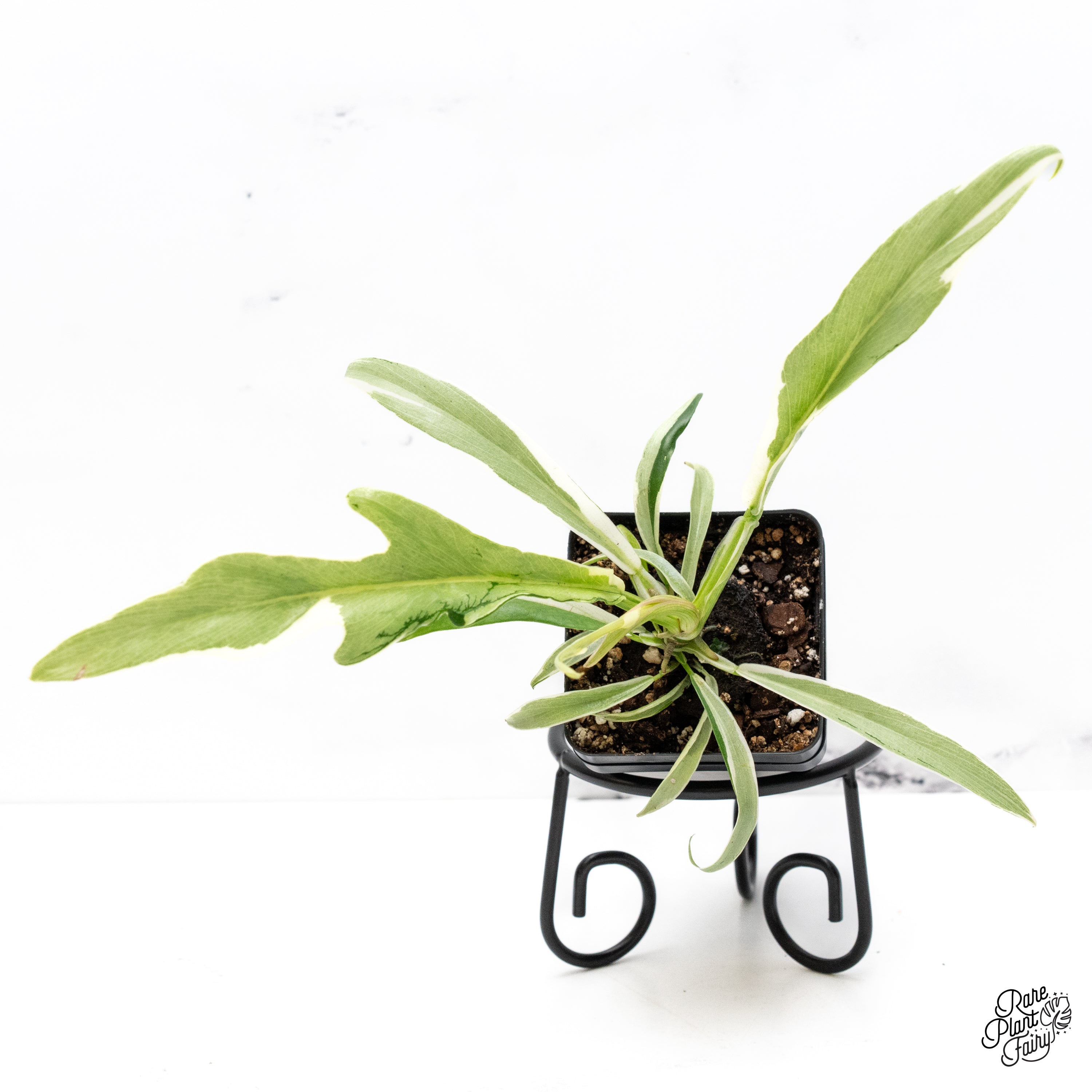 Philodendron Bipinnatifidum 'Tortum' Albo Variegated (wk42-G