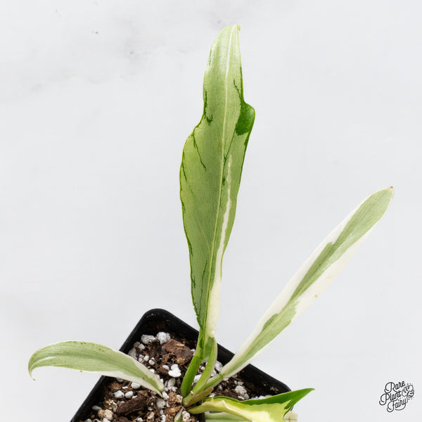 Philodendron Bipinnatifidum 'Tortum' Albo Variegated (wk43-D)