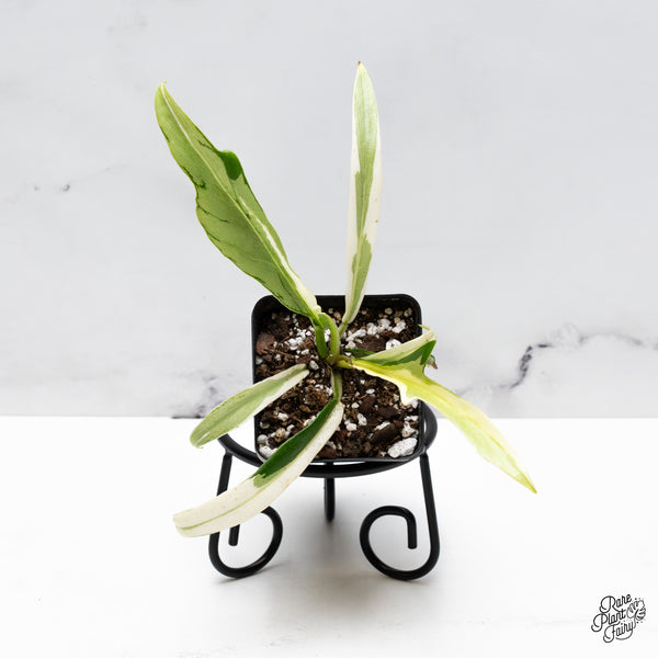 Philodendron Bipinnatifidum 'Tortum' Albo Variegated (wk43-D)