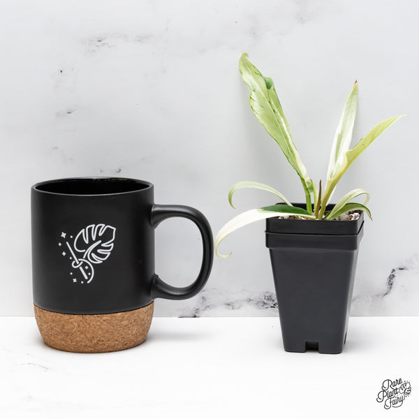 Philodendron Bipinnatifidum 'Tortum' Albo Variegated (wk43-D)