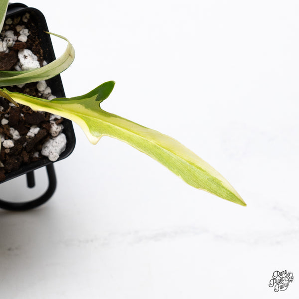 Philodendron Bipinnatifidum 'Tortum' Albo Variegated (wk43-D)