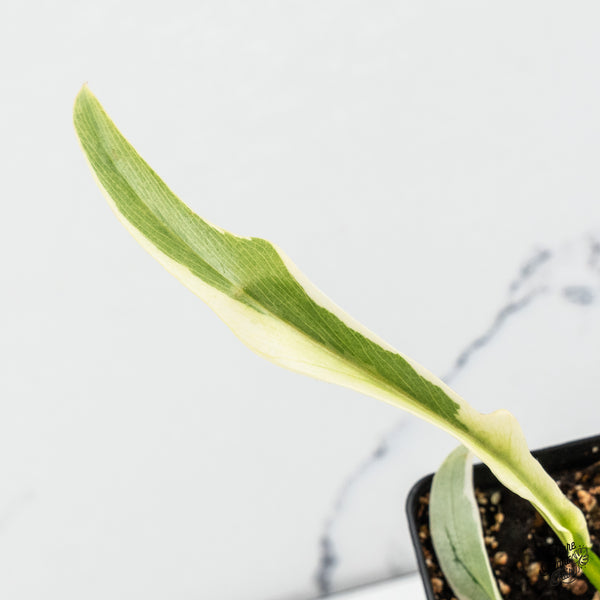 Philodendron 'Tortum' Albo Variegated (wk46-B)