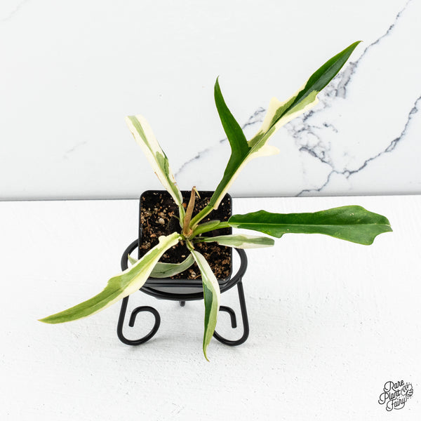 Philodendron 'Tortum' Albo Variegated (wk46-B)