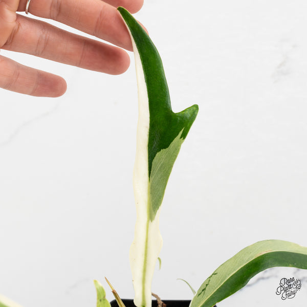 Philodendron Bipinnatifidum 'Tortum' Albo Variegated (wk47-C)