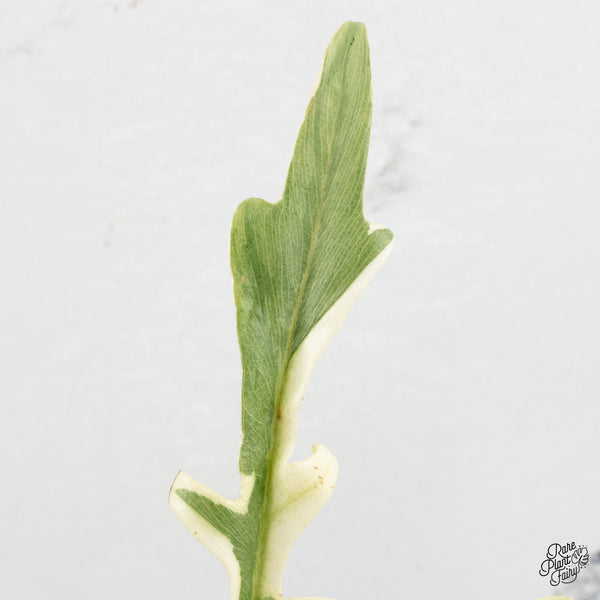 Philodendron Bipinnatifidum 'Tortum' Albo Variegated (wk47-C)