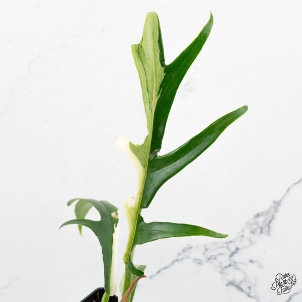 Philodendron Bipinnatifidum 'Tortum' Albo Variegated (wk48-N)