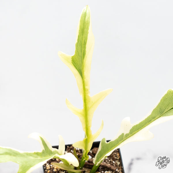 Philodendron Bipinnatifidum 'Tortum' Albo Variegated (wk51-K)
