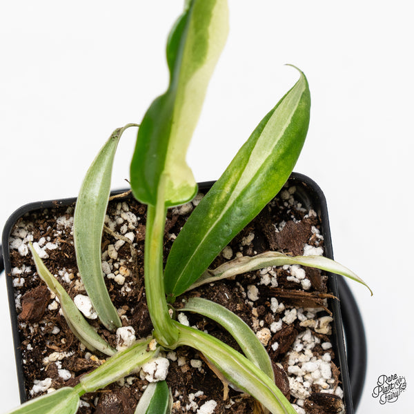 Philodendron Bipinnatifidum 'Tortum' Albo Variegated (wk3-L)