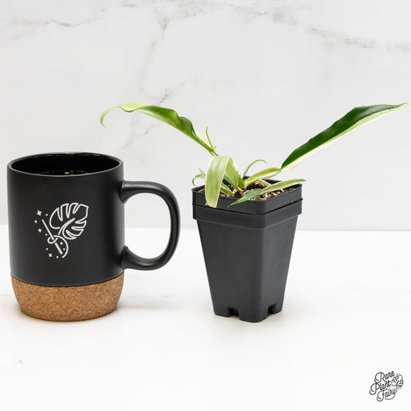 Philodendron Bipinnatifidum 'Tortum' Albo Variegated (wk3-L)